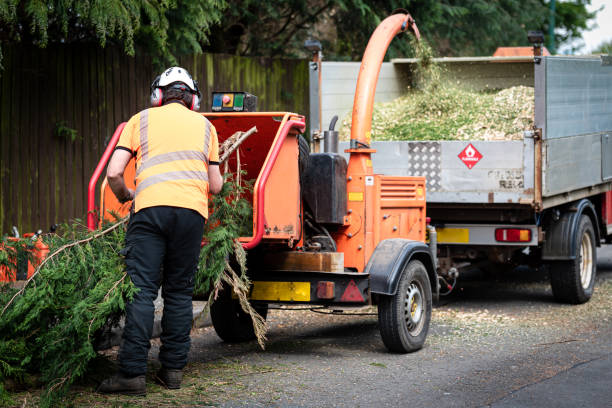 How Our Tree Care Process Works  in  Leisure Village East, NJ