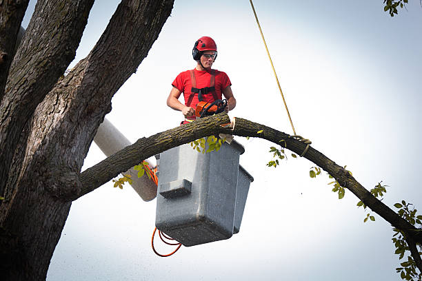 Trusted Leisure Village East, NJ Tree Removal Experts